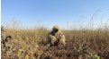 Маскировочный халат Taganrog Друид – купить по цене 3500 руб. в интернет-магазине в городе Саратов картинка 17